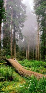 Forêt,Brouillard,Nature,Fougère,Arbres