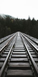 Forêt,Brouillard,Nature,Arbres,Rails,Chemin De Fer