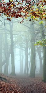 Trees,Forest,Fog,Path,Morning,Cool,Trail,Coolness,Nature