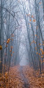 Trees,Forest,Fog,Path,Nature,Autumn