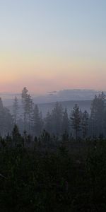 Trees,Forest,Fog,Spruce,Fir,Nature