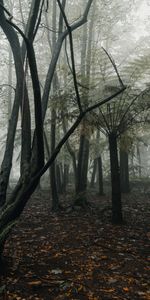 Trees,Forest,Fog,Tropics,Nature,Fern