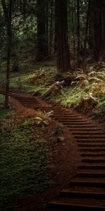 Trees,Forest,Greens,Path,Trail,Nature