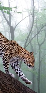 Bosque,Niebla,Rama,Animales,Árboles,Leopardo