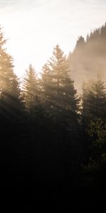 Trees,Forest,Morning,Sunlight,Fog,Nature