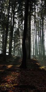 Trees,Forest,Nature,Foliage,Ray