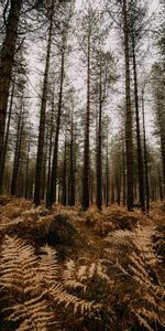 Naturaleza,Árboles,Pino,Helecho,Bosque,Otoño