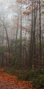 Feuilles,Forêt,Nature,Arbres,Chemin,Automne