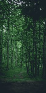 Arbres,Forêt,Nature,Chemin