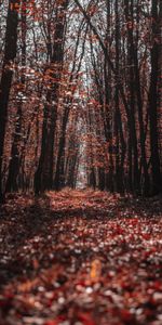 Chemin,Nature,Arbres,Forêt,Automne