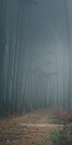 Trees,Forest,Path,Nature,Fog,Darkness