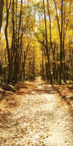 Naturaleza,Árboles,Camino,Bosque,Sendero,Otoño,Follaje