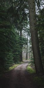 Nature,Pin,Forêt,Arbres,Piste,Chemin