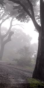 Nature,Forêt,Pente,Descente,Brouillard,Arbres,Mystérieux,Sombre