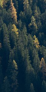 Trees,Forest,Spruce,Fir,Nature,Dark