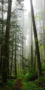 Trees,Forest,Spruce,Fir,Path,Nature