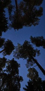 Trees,Forest,Starry Sky,Night,Dark