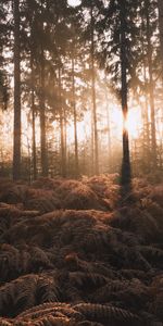 Trees,Forest,Sunlight,Nature,Fern