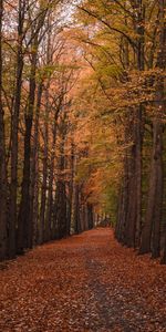 Trees,Forest,Track,Nature,Autumn,Foliage