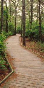 Trees,Forest,Trail,Track,Nature,Path