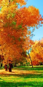 Trees,Grass,Autumn,Landscape