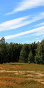 Árboles,Hierba,Otoño,Bosque,Naturaleza