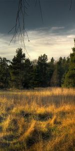 Trees,Grass,Bark,Nature