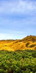 Trees,Grass,Branches,Branch,Wind,Nature,Autumn