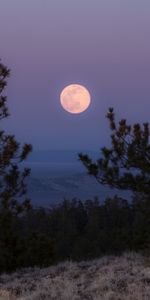 Trees,Grass,Branches,Full Moon,Nature,Moon