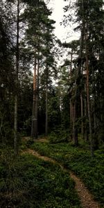 Trees,Grass,Branches,Path,Nature,Forest