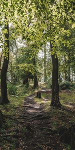 Nature,Herbe,Branches,Forêt,Arbres,Chemin