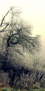 Trees,Grass,Bush,Hoarfrost,Frost,October,Fog,Nature