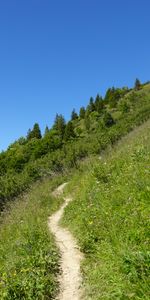 Naturaleza,Hierba,Arbusto,Camino,Pendiente,Cuesta,Árboles