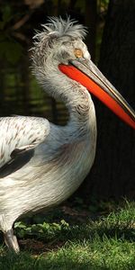 Trees,Grass,Color,Pelican,Big Beak,Animals