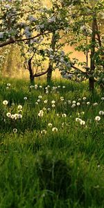 Naturaleza,Árboles,Hierba,Florecer,Floración,Primavera,Dientes De León