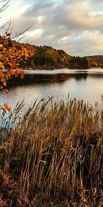 Árboles,Hierba,Seco,Otoño,Pantano,Estanque,Naturaleza