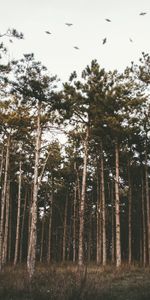 Trees,Grass,Evening,Nature,Forest