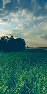 Soir,Herbe,Nature,Arbres,Lac