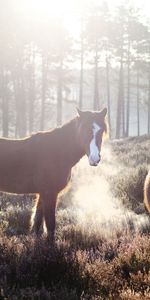 Animales,Árboles,Hierba,Niebla,Campo,Caballos