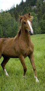 Trees,Grass,Field,Animals,Horse