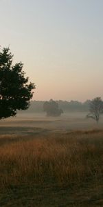 Naturaleza,Árboles,Hierba,Niebla,Campo,Frescura,Mañana