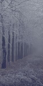 Trees,Grass,Fog,Branches,Hoarfrost,Frost,Nature,Forest