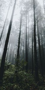 Trees,Grass,Fog,Vegetation,Nature,Forest