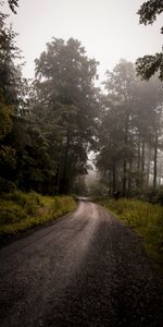 Naturaleza,Árboles,Hierba,Camino,Bosque,Niebla,Turno,Giro