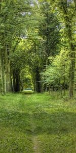 Trees,Grass,Forest,Nature,Summer