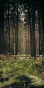 Nature,Herbe,Forêt,Les Troncs,Slip,Arbres