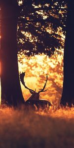 Trees,Grass,Forest,Sun Ray,Ray Of The Sun,Animals,Deer