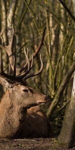 Animales,Árboles,Hierba,Bosque,Tumbarse,Mentir,Ciervo