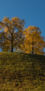 Trees,Grass,Hill,Nature,Sky