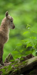 Trees,Grass,Kid,Animals,Forest,Goat